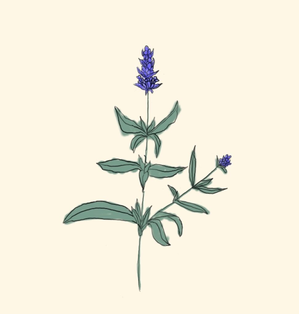 Image of Hyssop