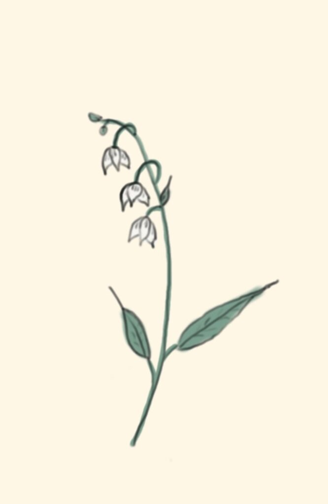 Image of Lily of the Valley