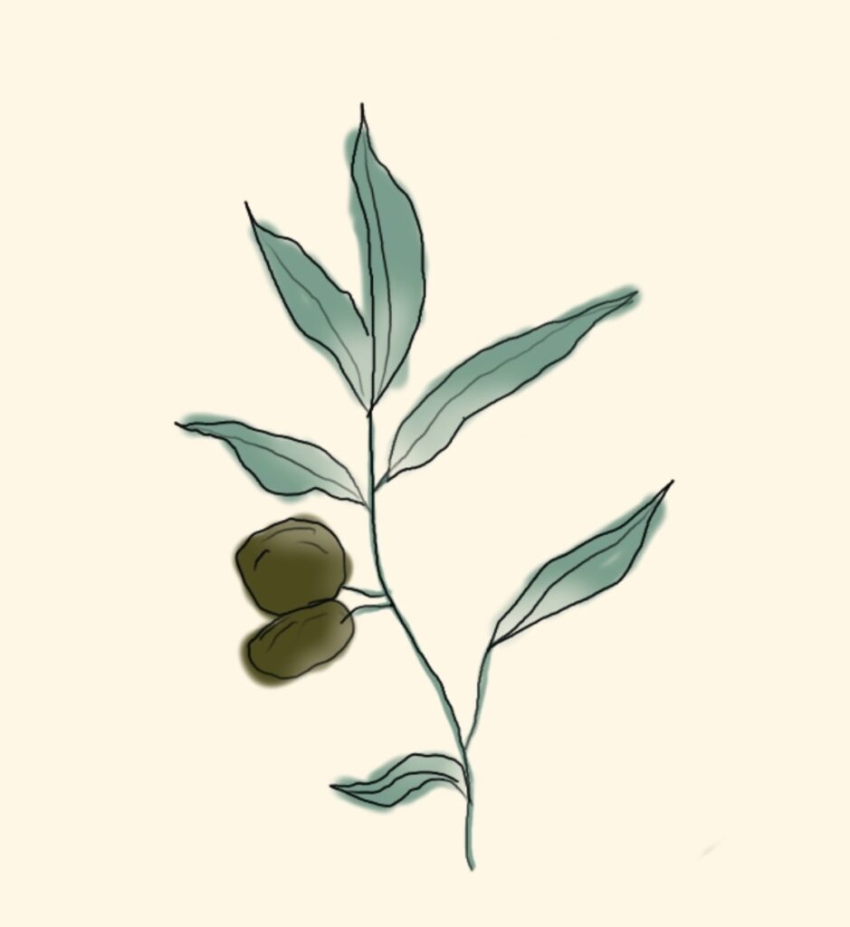 Image of Olive